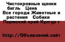 Чистокровные щенки бигль › Цена ­ 15 000 - Все города Животные и растения » Собаки   . Пермский край,Кунгур г.